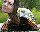 turtlehead